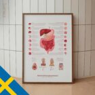 Digestive System and Gastrointestinal Tract Structure