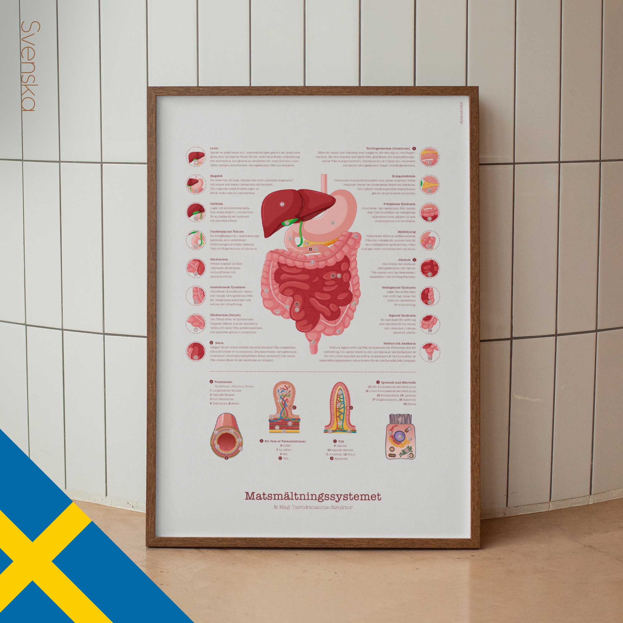 Digestive System and Gastrointestinal Tract Structure