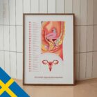 Female Reproductive System – educare.design Female Reproductive System
