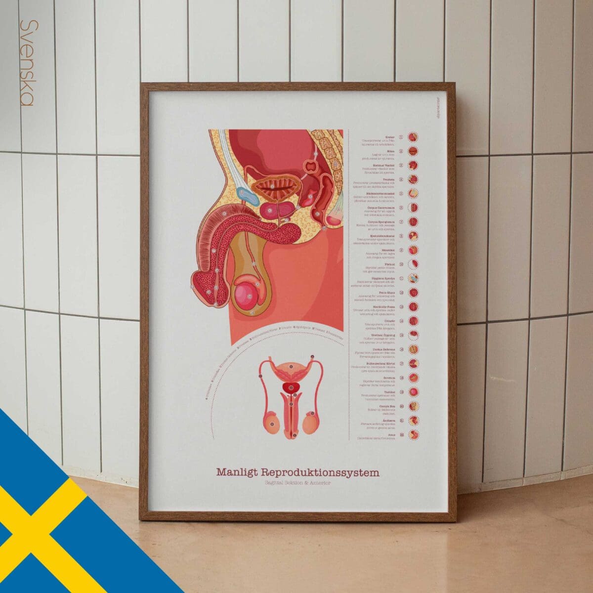 Männliches Reproduktionssystem