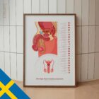 Male Reproductive System