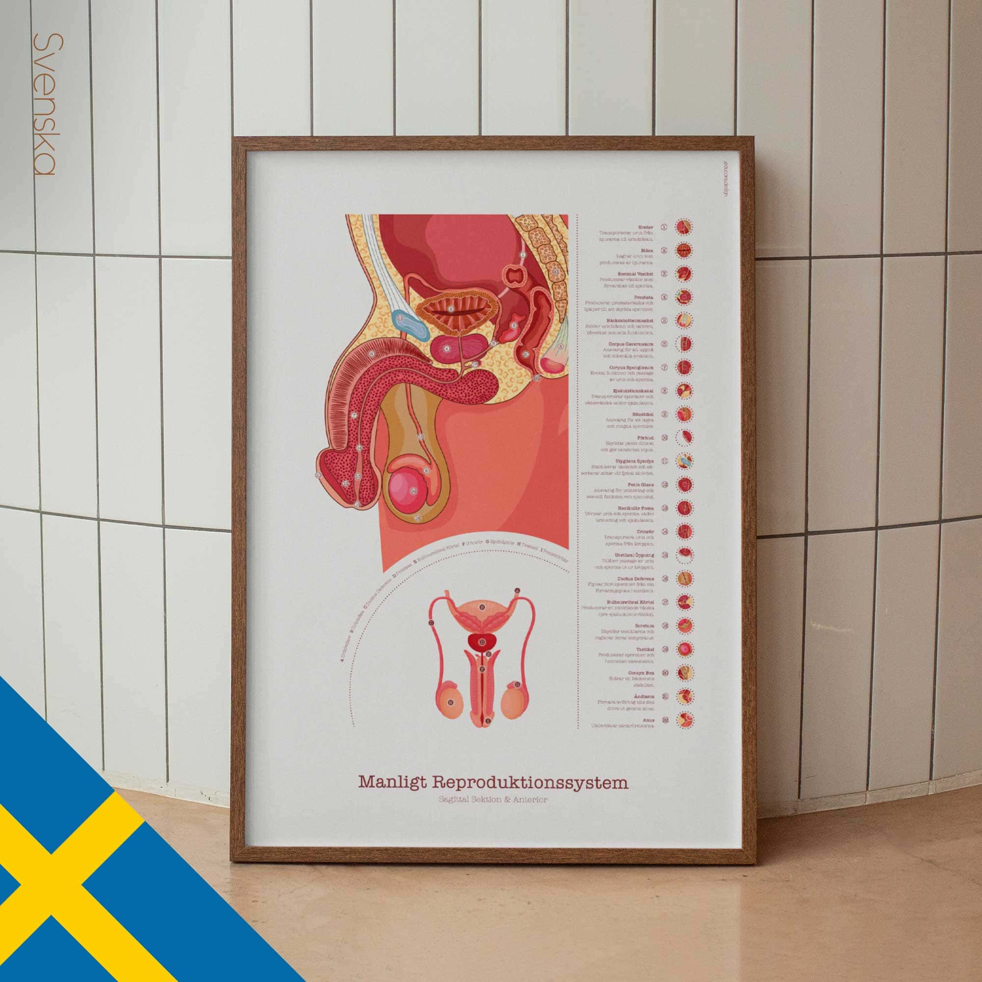 Male Reproductive System