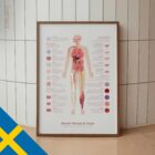 Neural Tissue & Cells; Classifications of Body Tissue and Cells