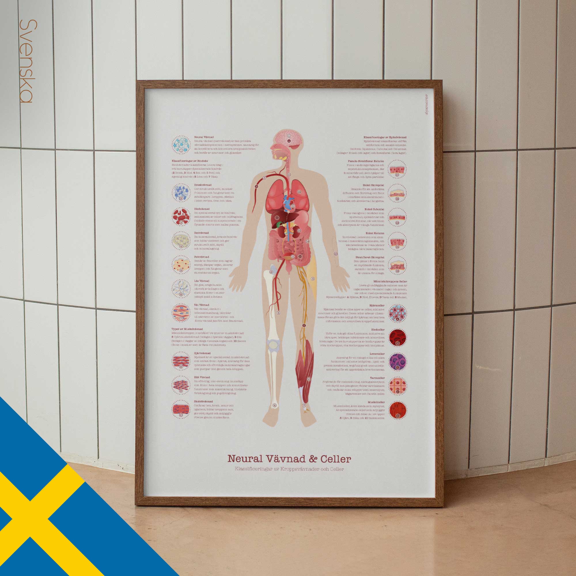 Neural Tissue & Cells; Classifications of Body Tissue and Cells