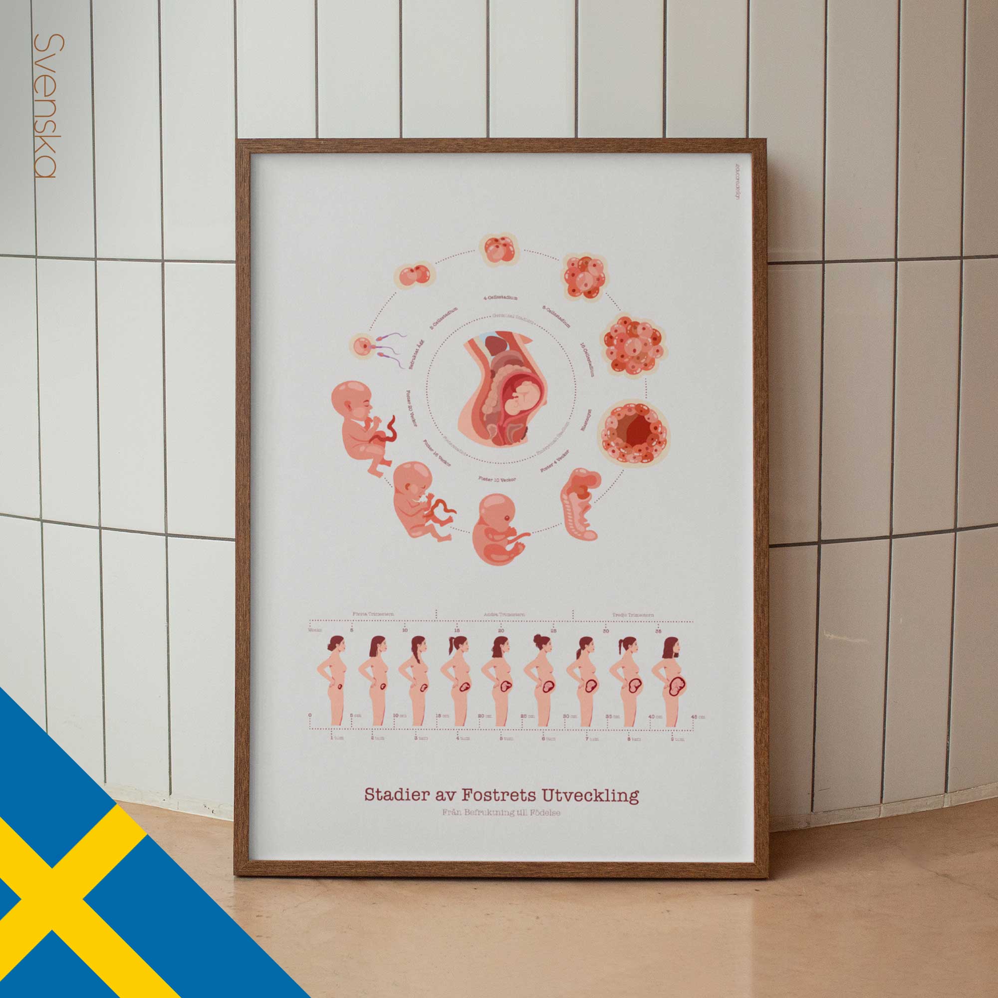 Stages of Fetal Development