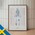 Human joint anatomy with mobility, stability and synovial joints