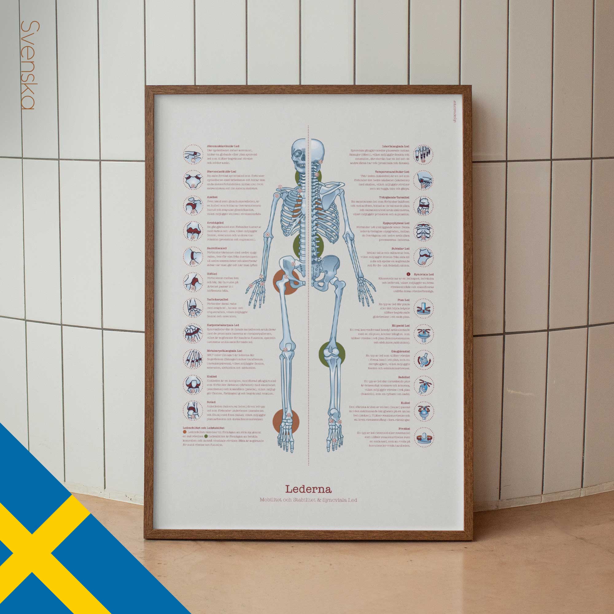Human joint anatomy with mobility, stability and synovial joints