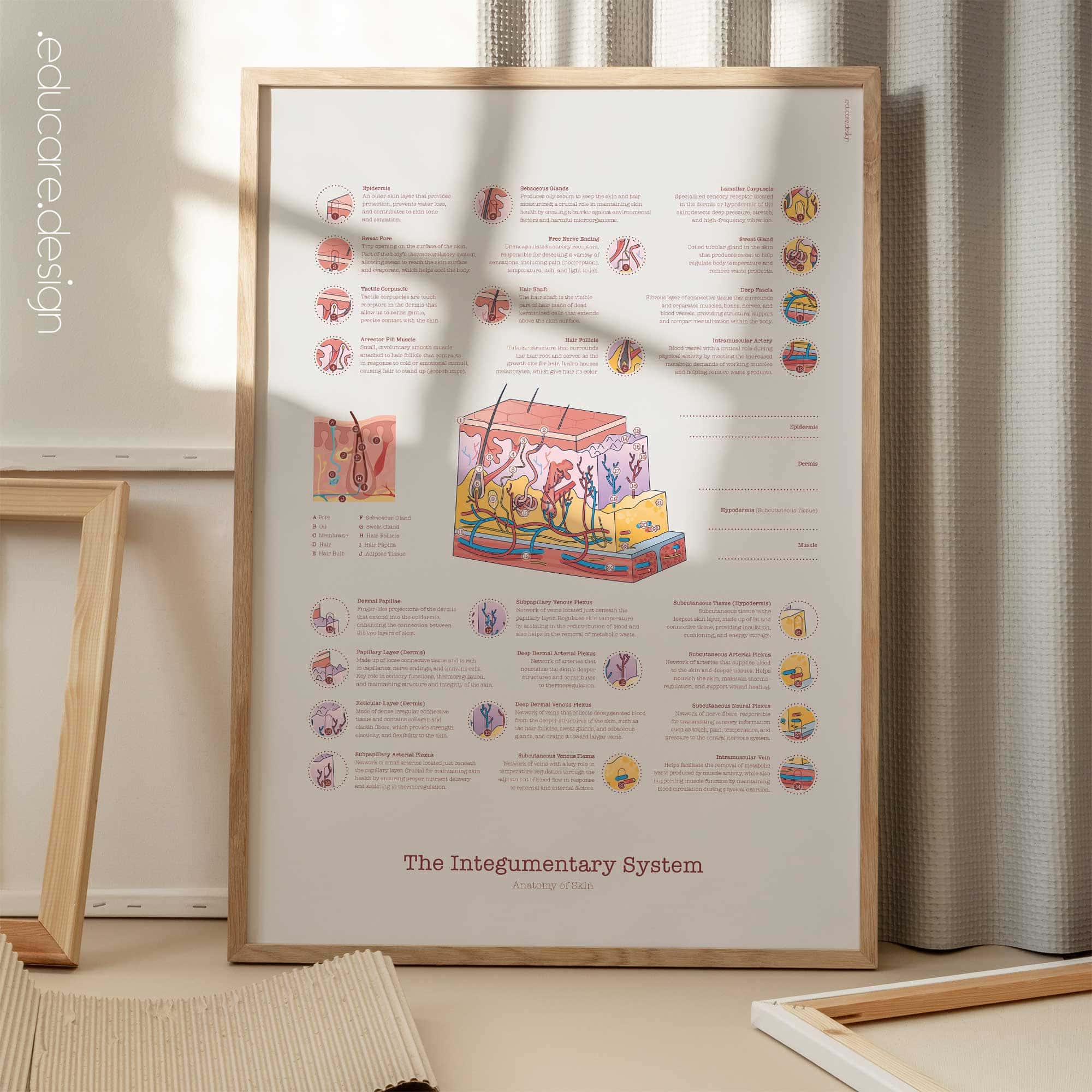 Integumentäres System