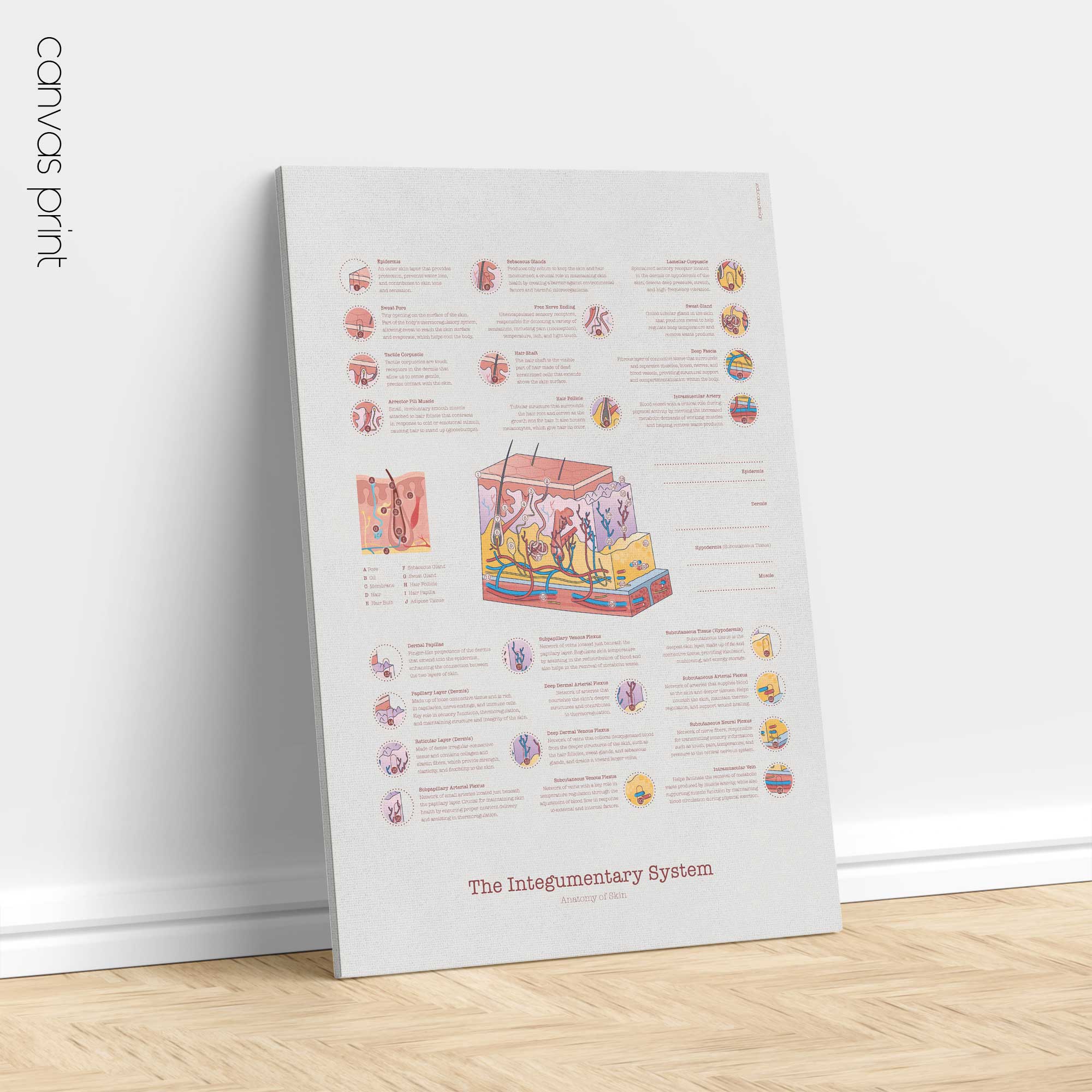 Integumentary System Chart