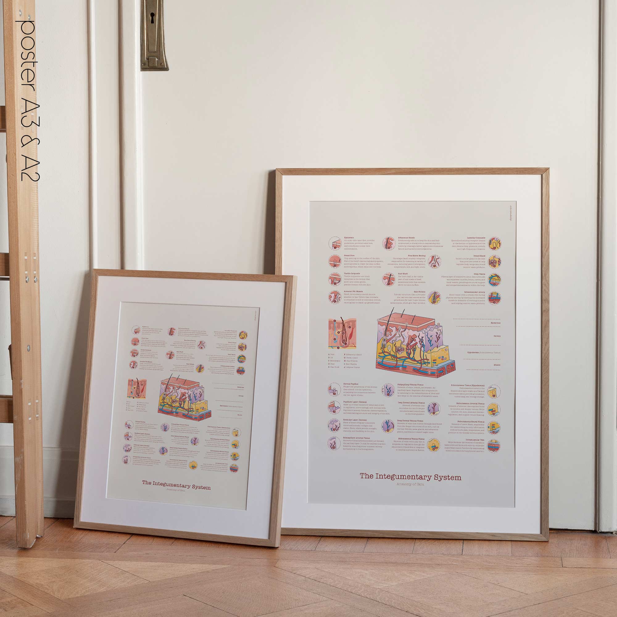 Integumentary System Chart