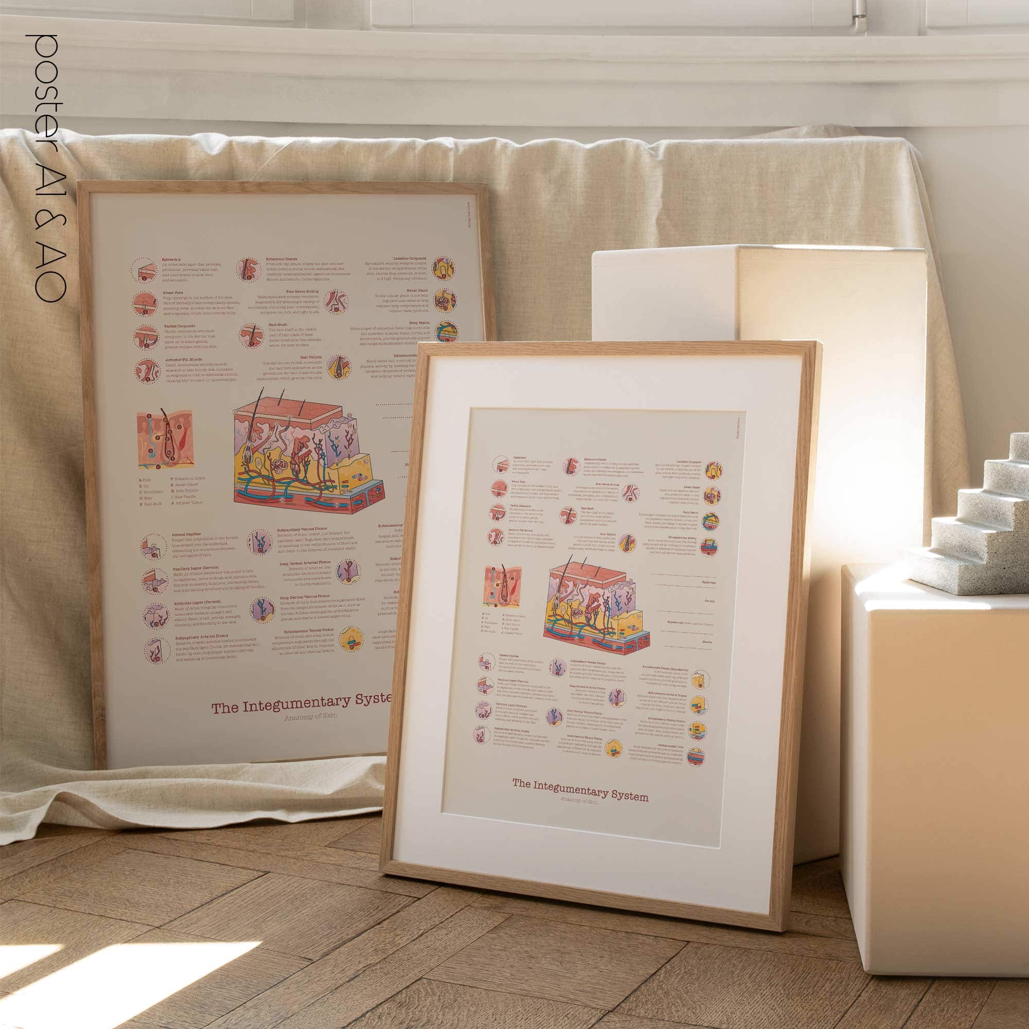 Integumentary System Chart