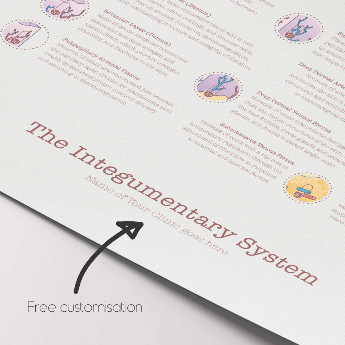Integumentary System Chart