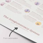 Integumentary System Chart