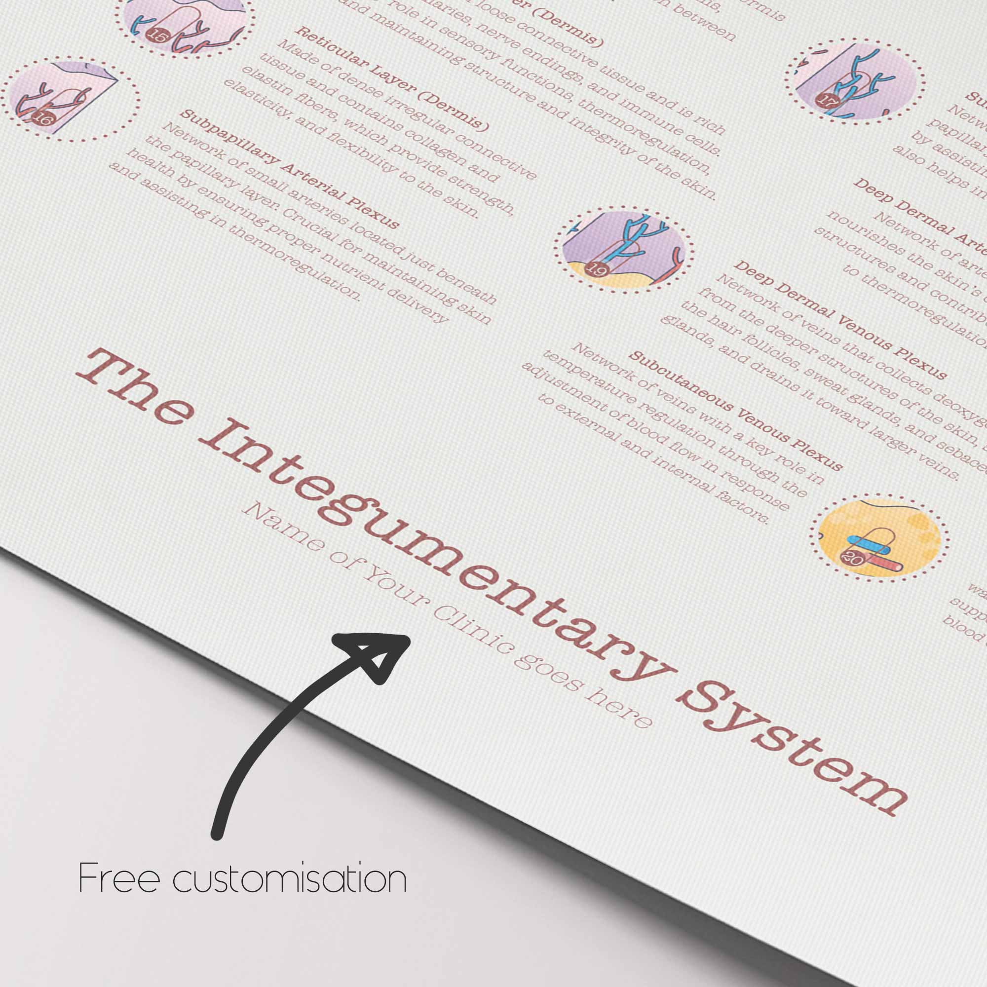 Integumentary System Chart