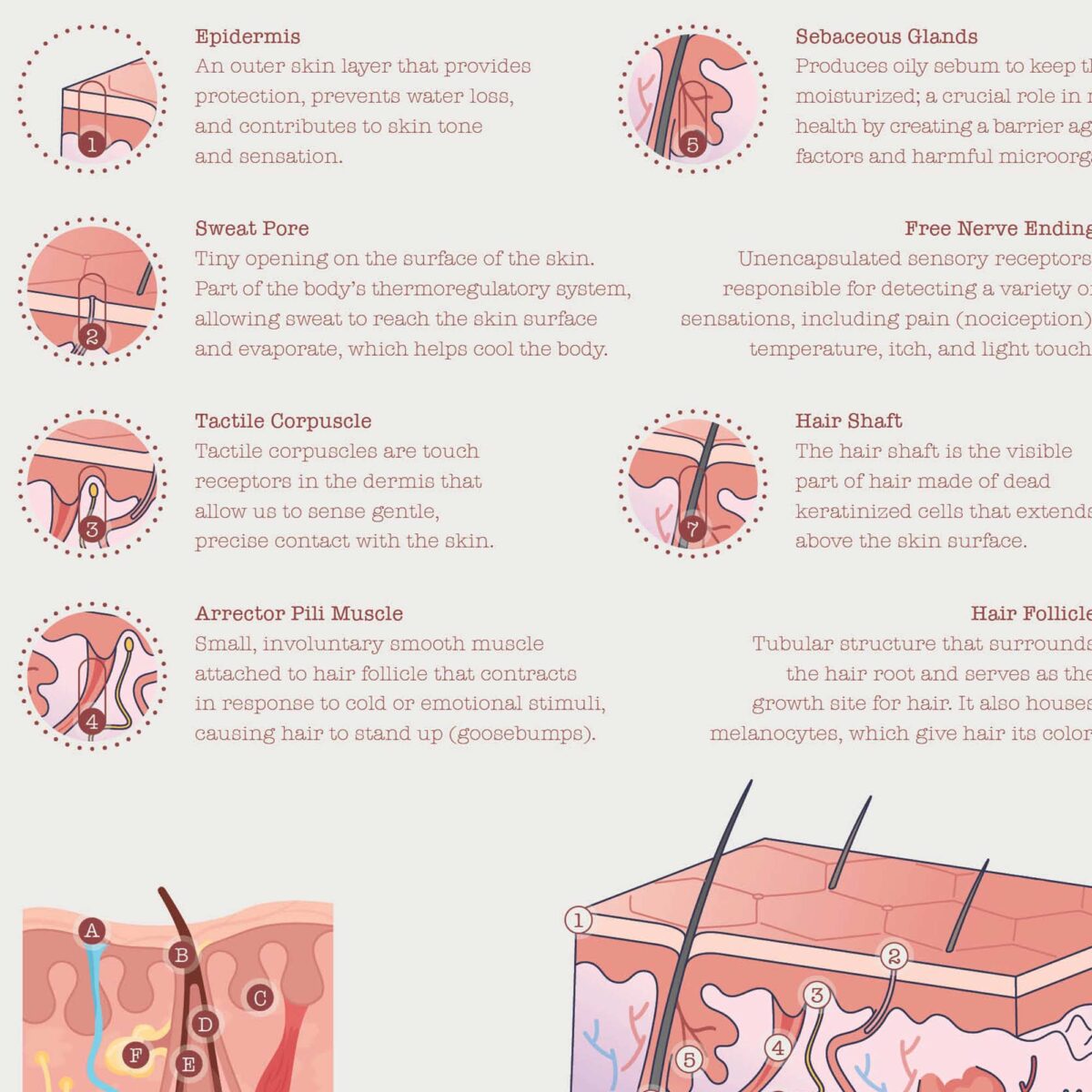 Integumentary System Chart