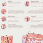 Integumentary System Chart