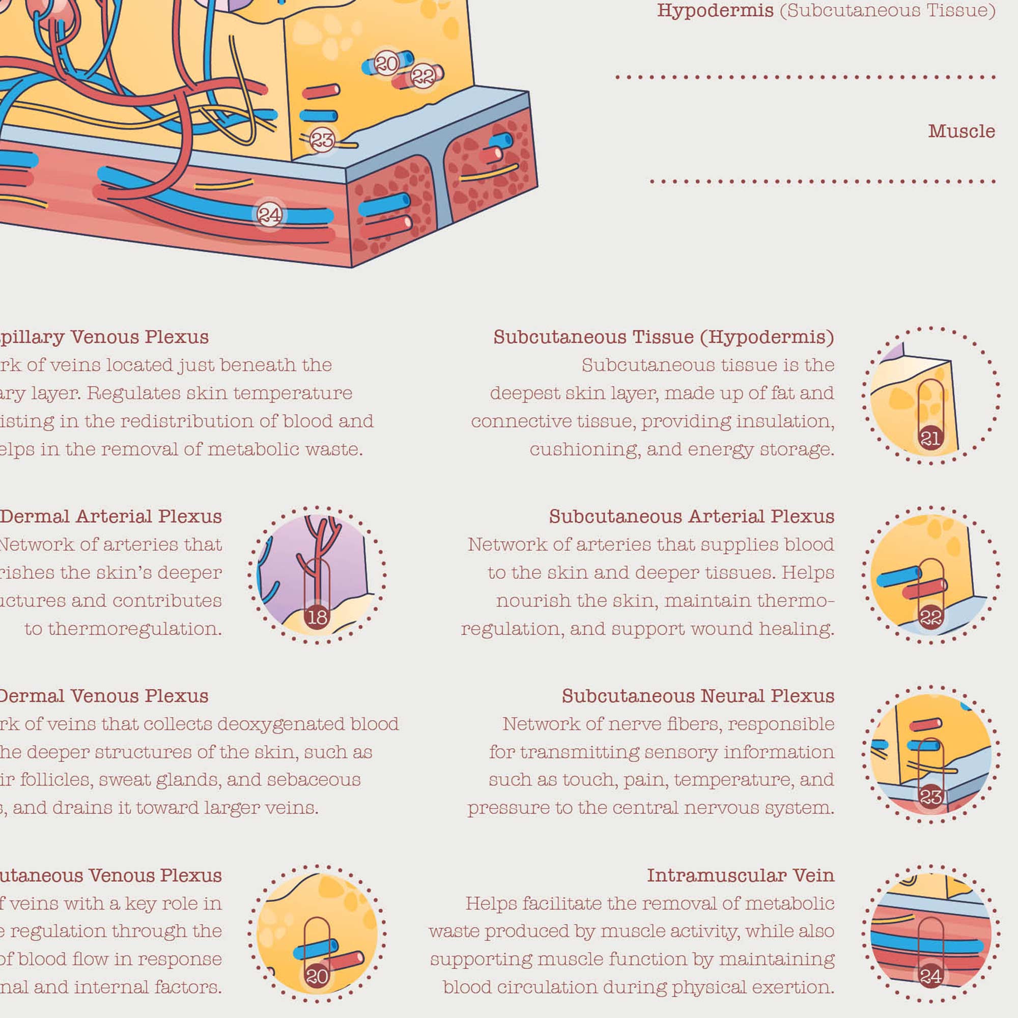Integumentary System Chart
