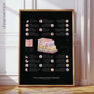 Integumentary System Anatomy Chart, Black Edition