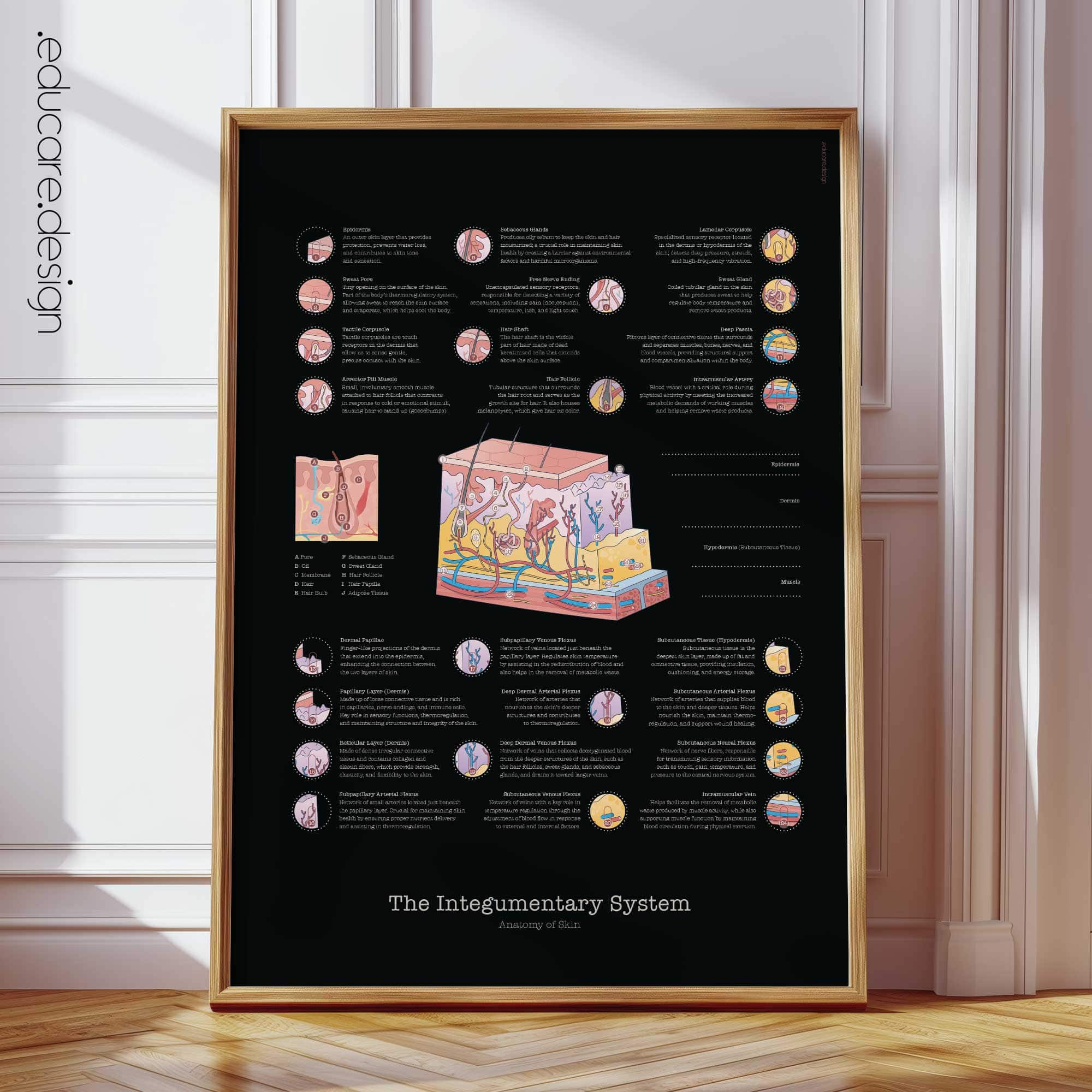 Integumentary System Anatomy Chart, Black Edition