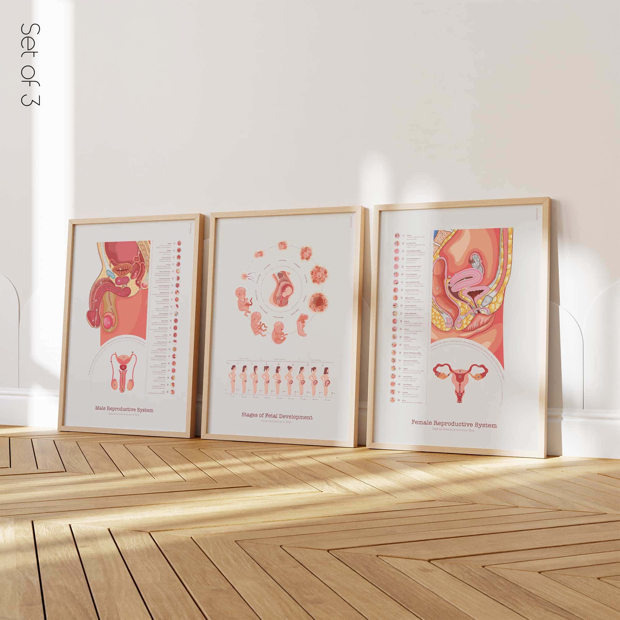 Reproductive Health Set anatomy chart for clinics