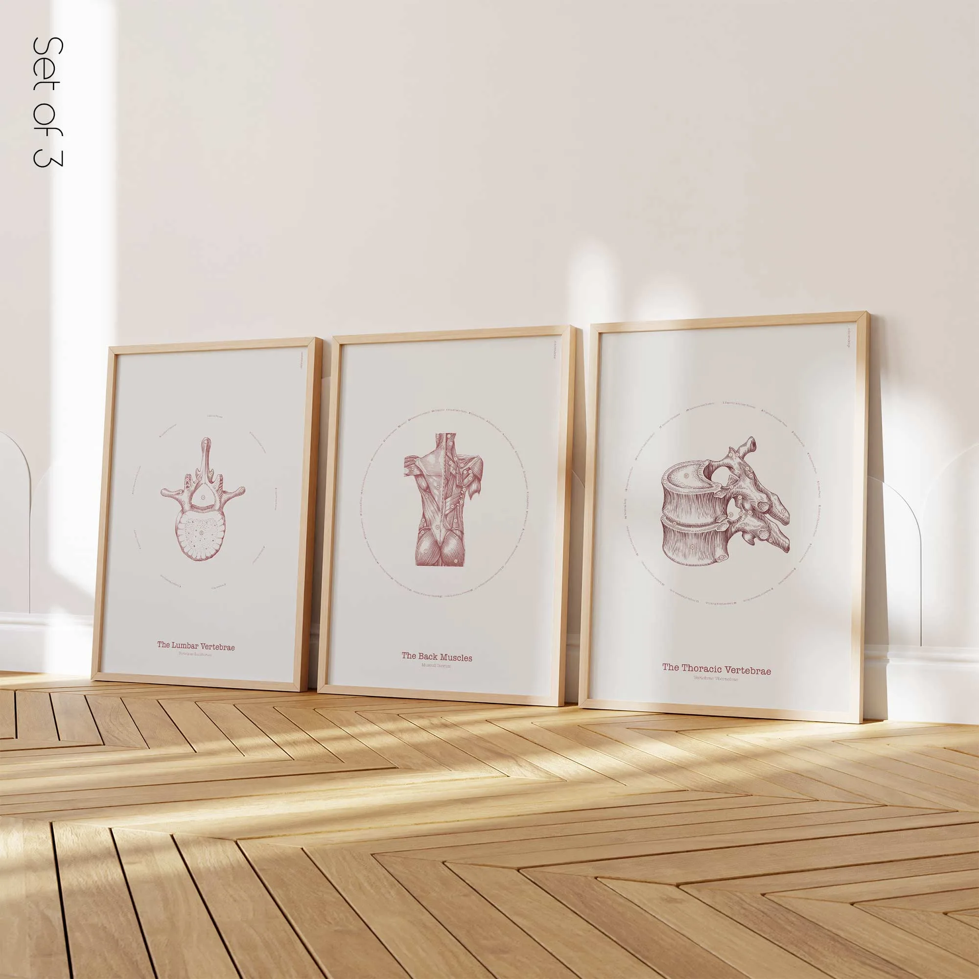 Vintage Anatomy Set anatomy chart for clinics