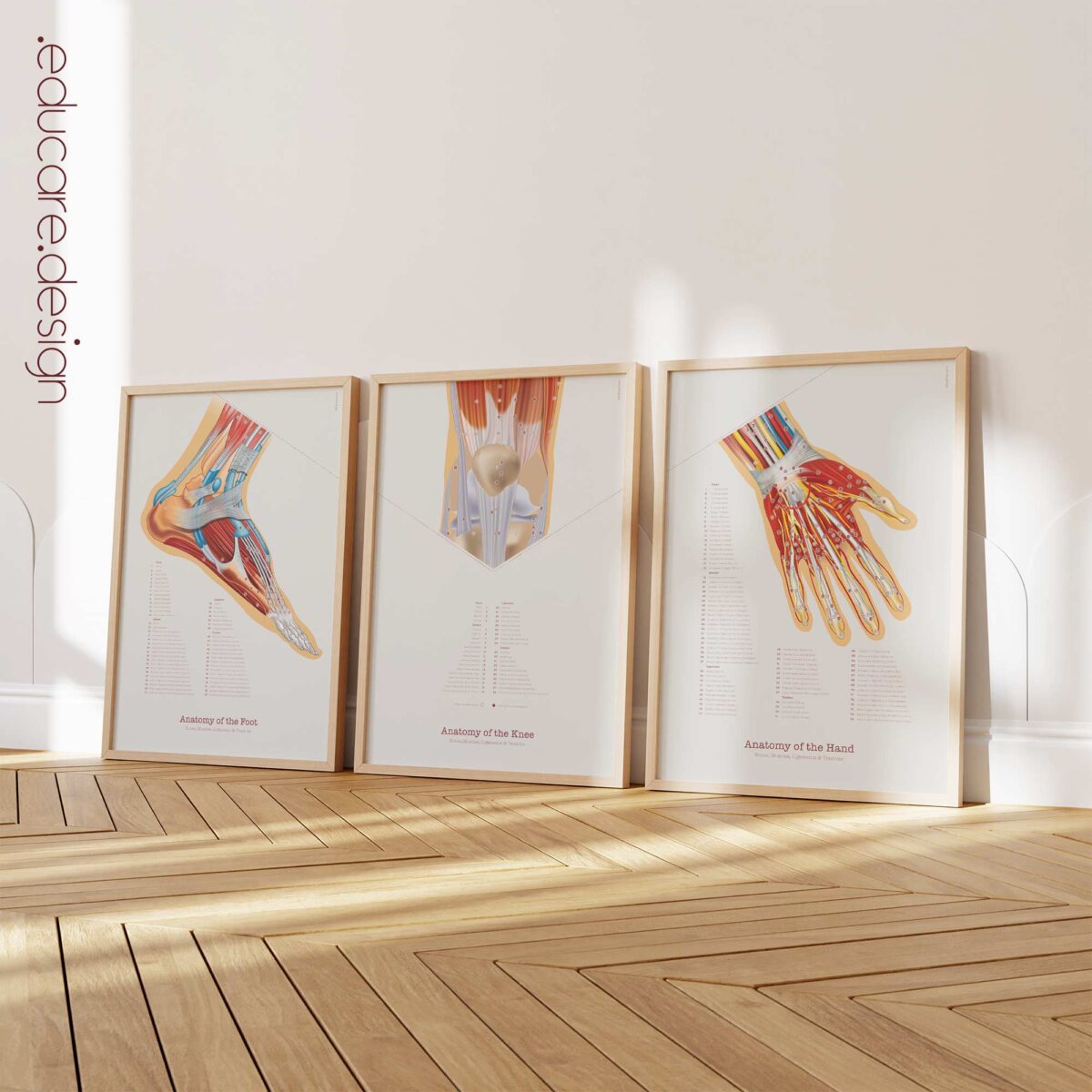 Set de Anatomía de Pie, Rodilla y Mano