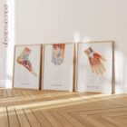 Foot, Knee and Hand Anatomy Set