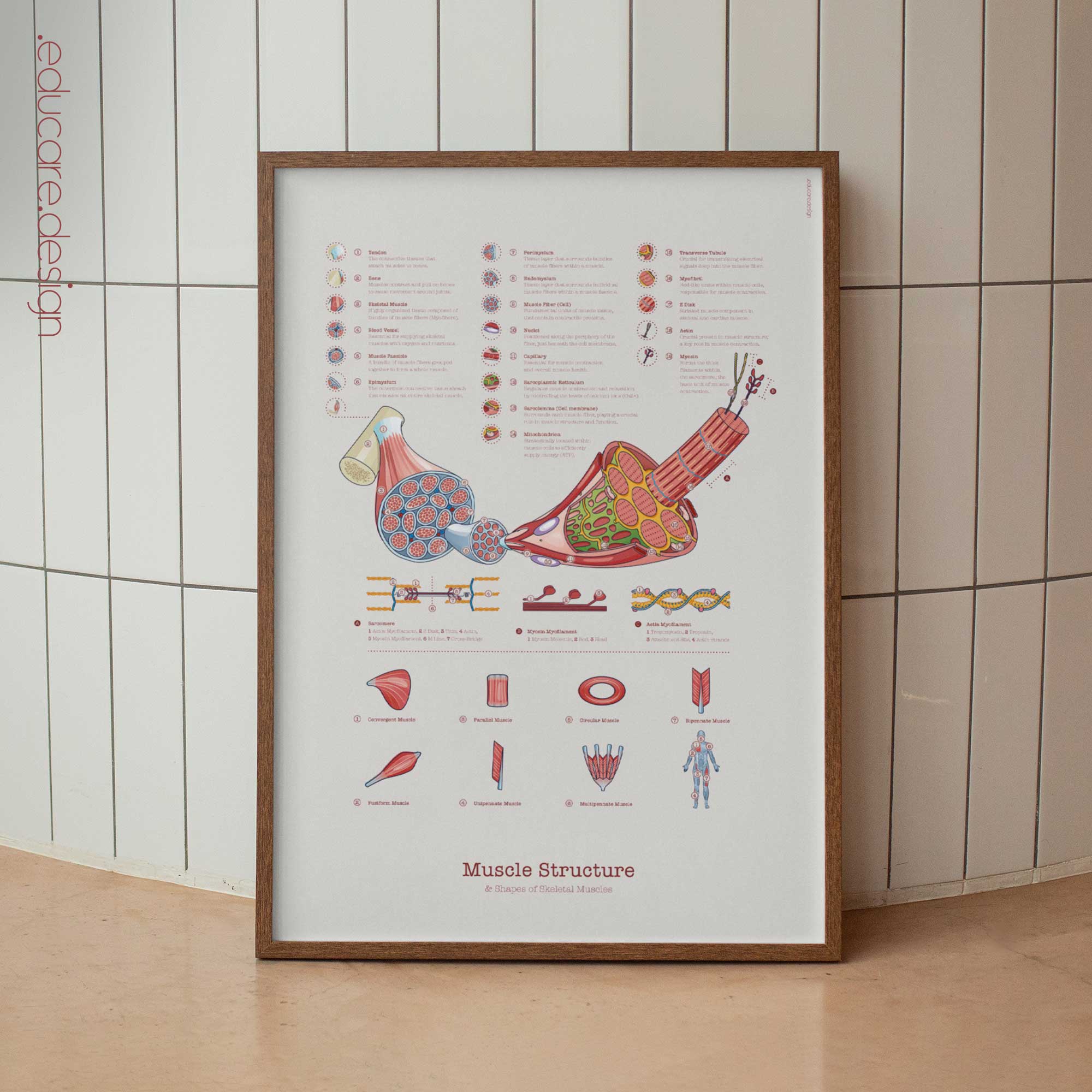 Muscle Structure and Shapes of Skeletal Muscles