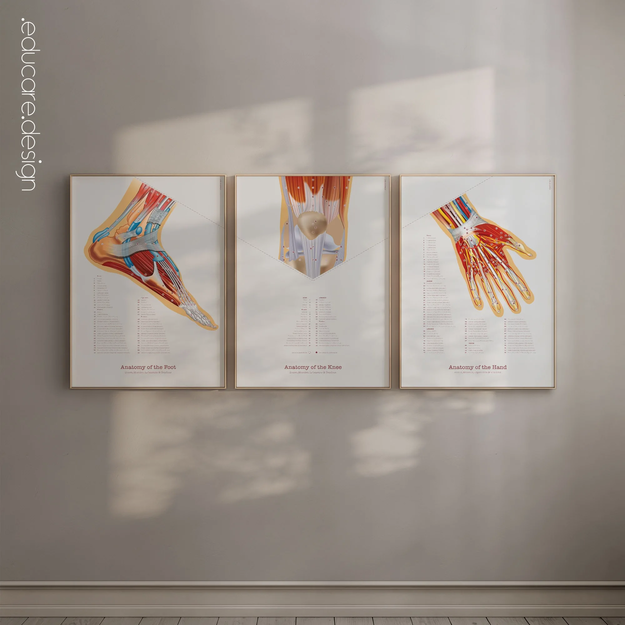 Foot, Knee and Hand Anatomy Set