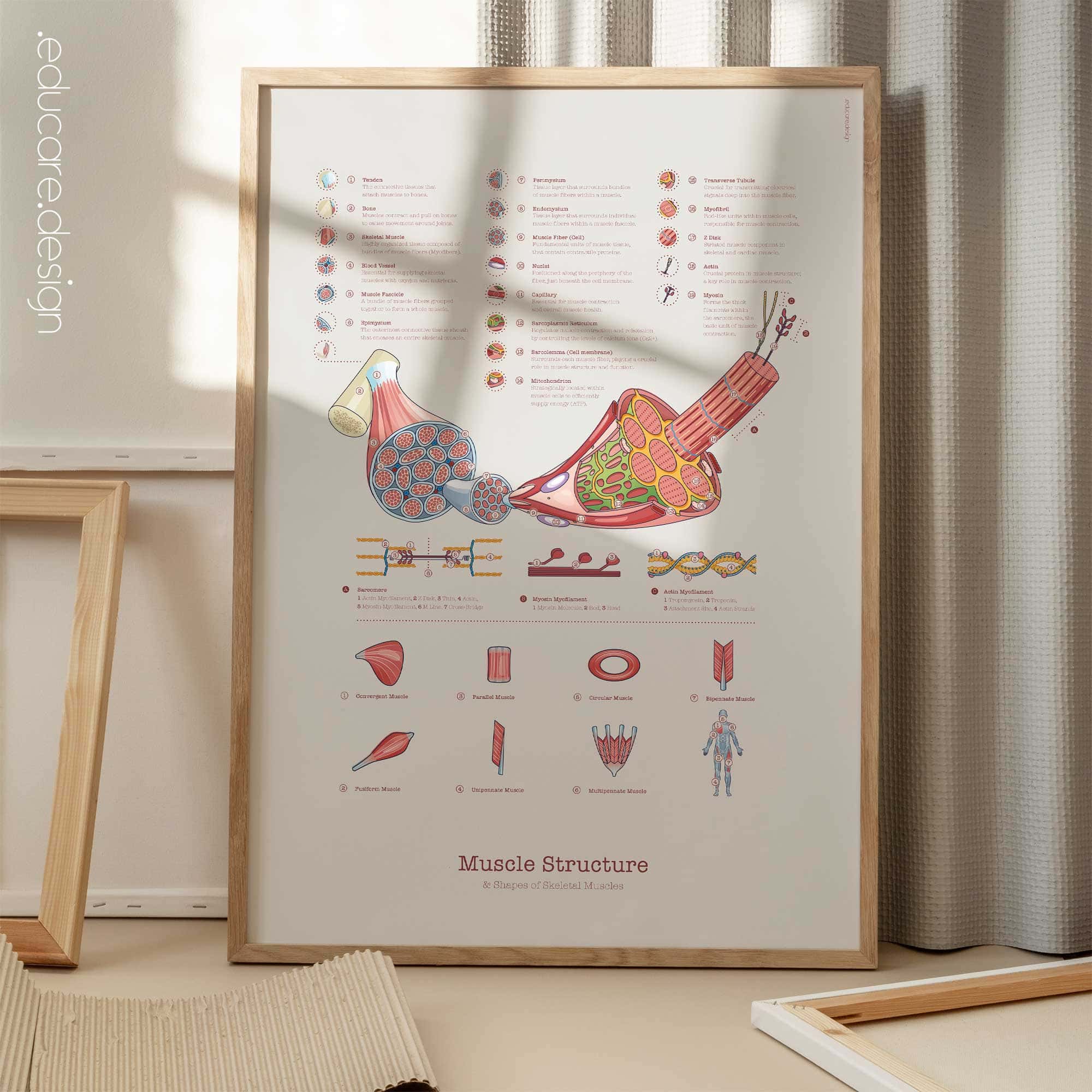 Muscle Structure and Shapes of Skeletal Muscles