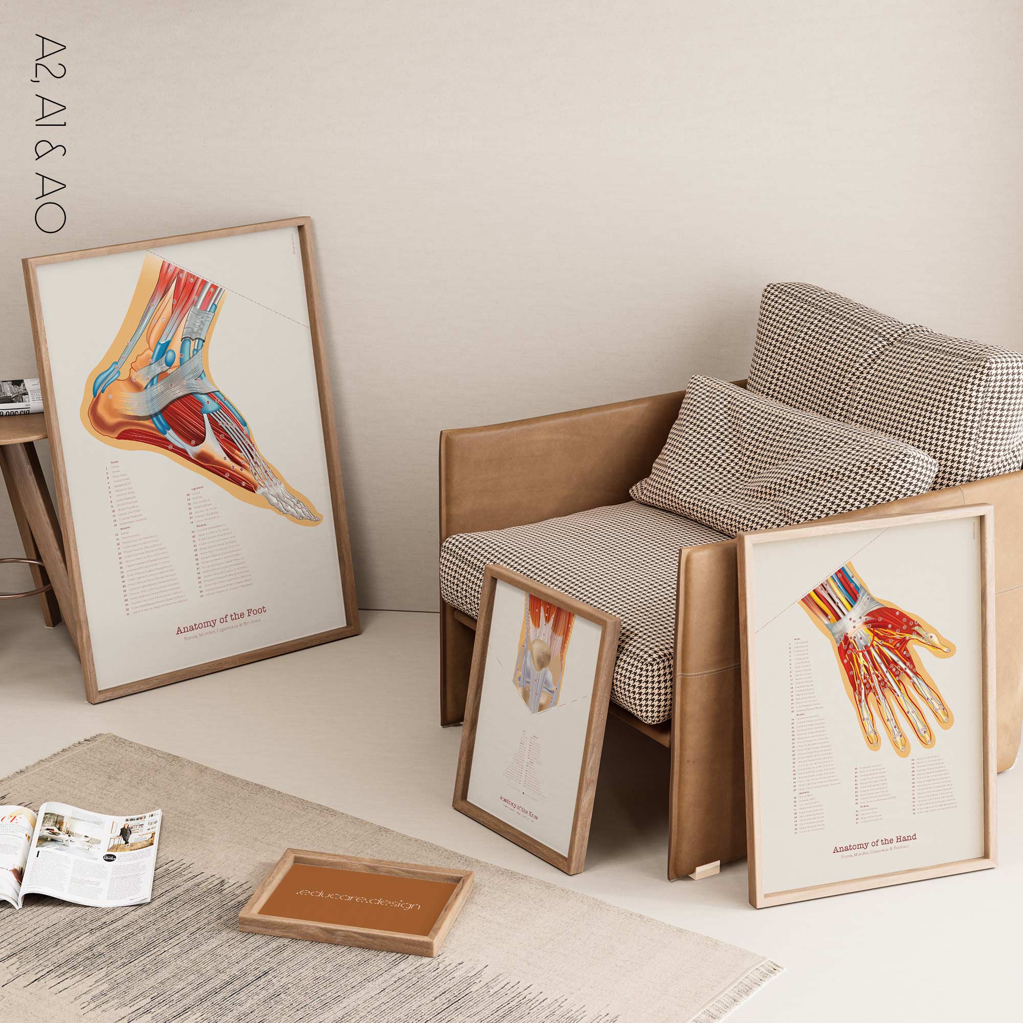 Foot, Knee and Hand Anatomy Set