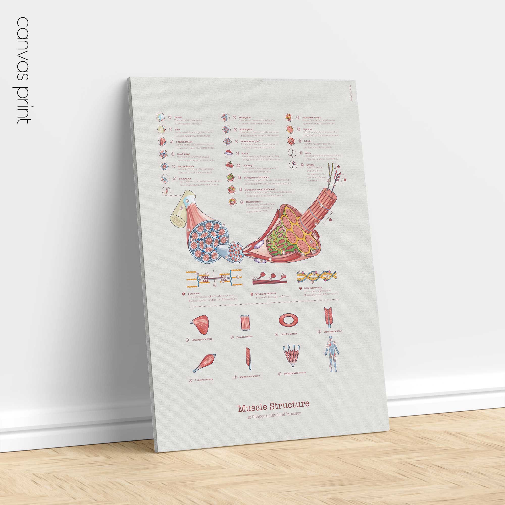 Muscle Structure and Shapes of Skeletal Muscles