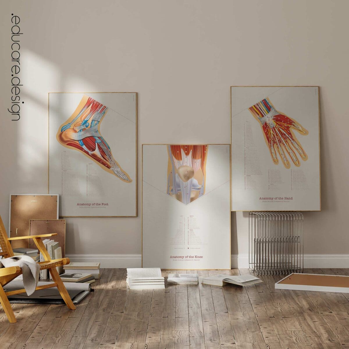 Set de Anatomía de Pie, Rodilla y Mano