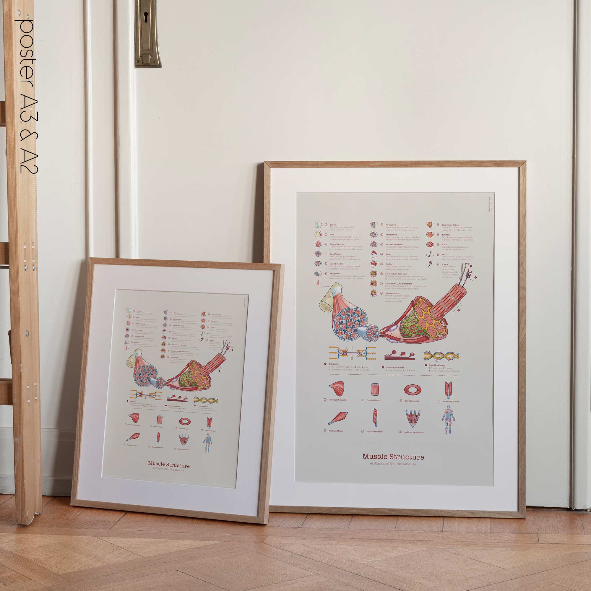 Muscle Structure and Shapes of Skeletal Muscles