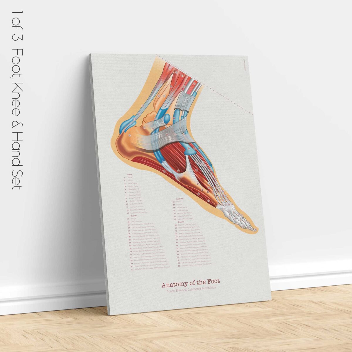 Set de Anatomía de Pie, Rodilla y Mano