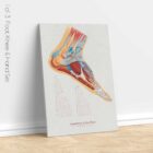 Foot, Knee and Hand Anatomy Set