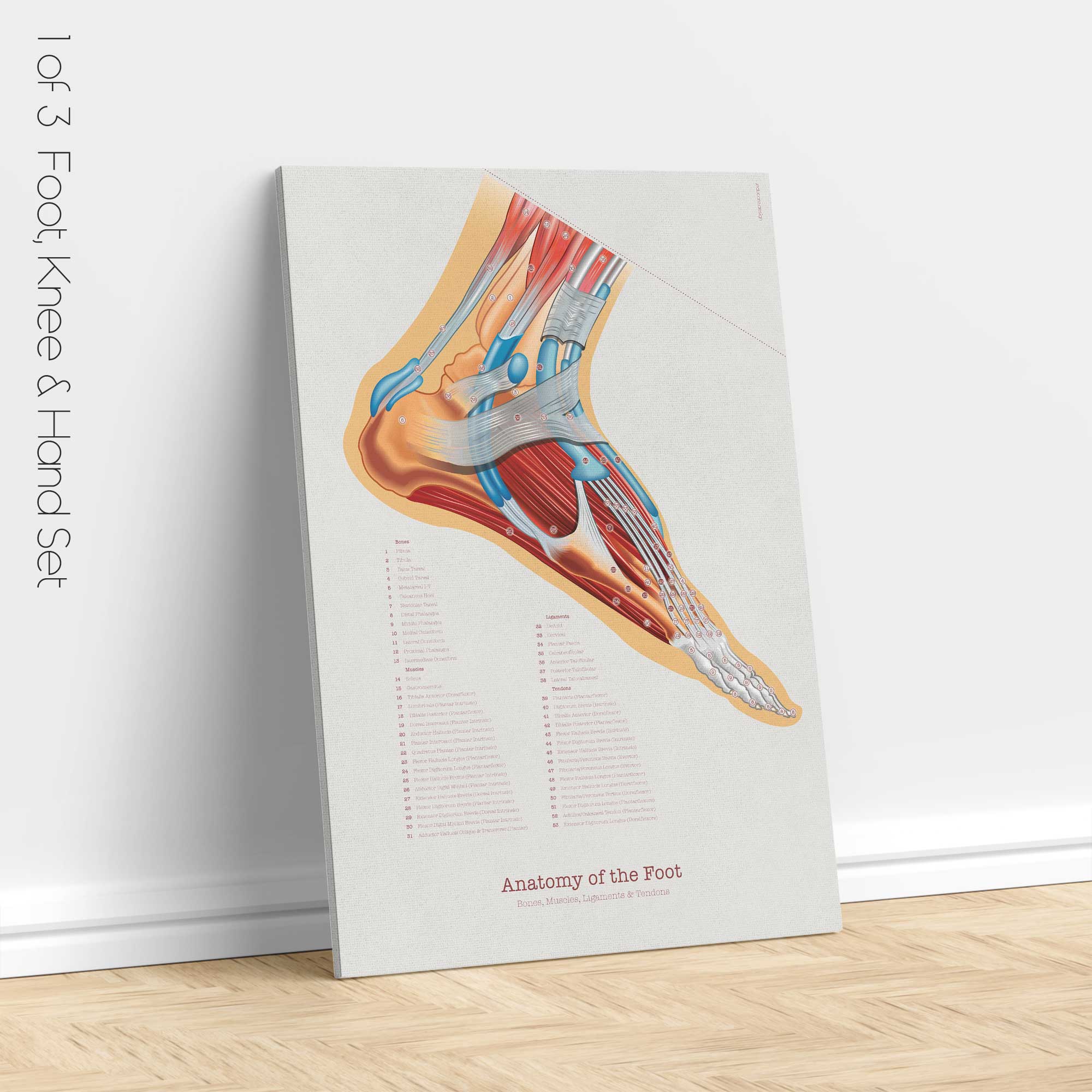 Foot, Knee and Hand Anatomy Set
