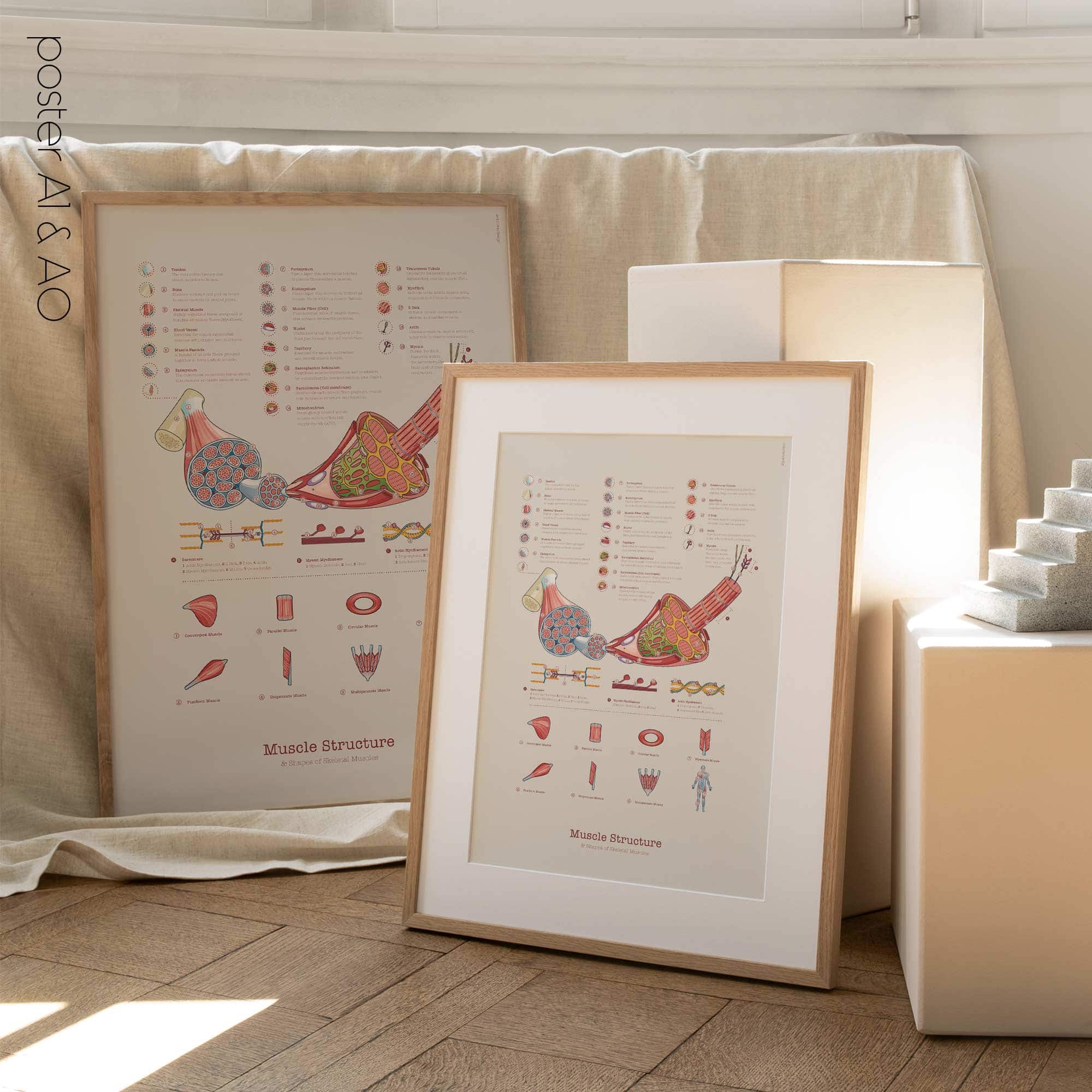 Muscle Structure and Shapes of Skeletal Muscles