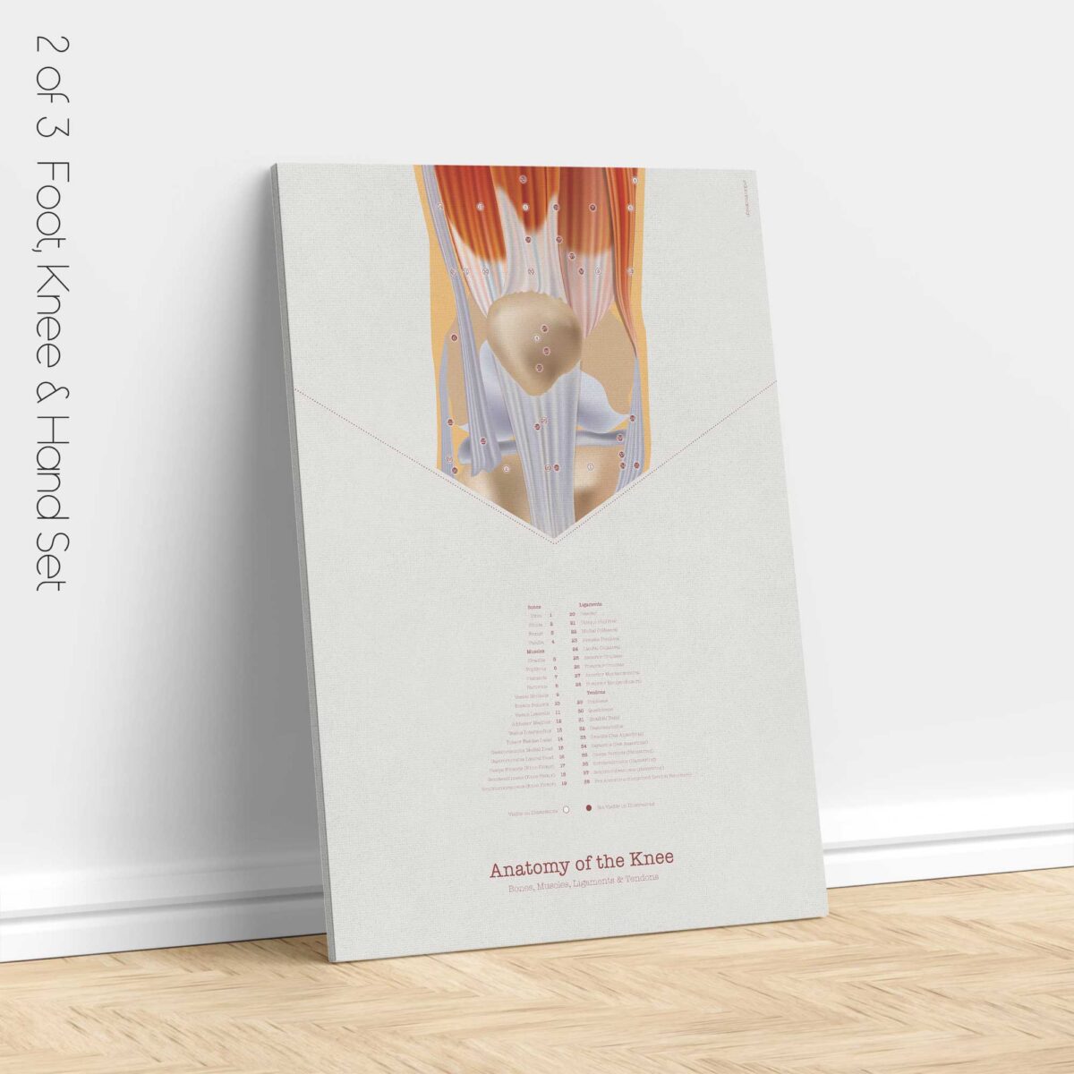 Set de Anatomía de Pie, Rodilla y Mano