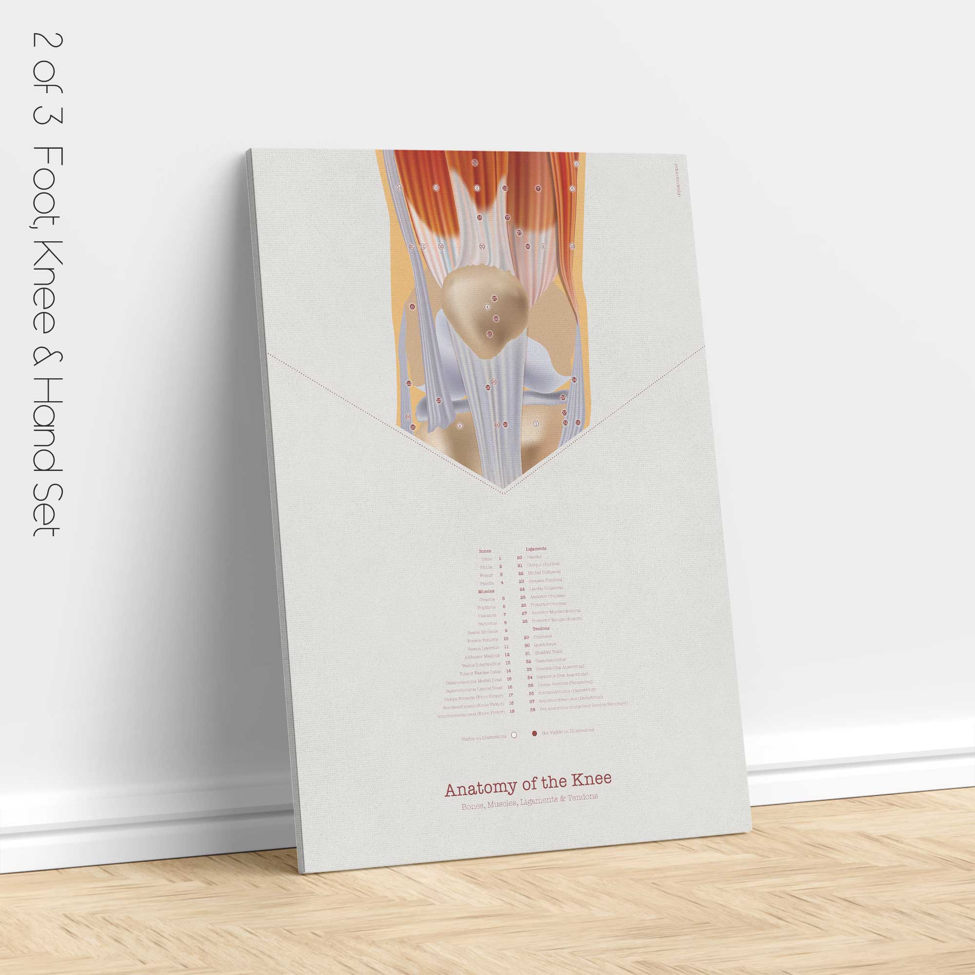 Foot, Knee and Hand Anatomy Set