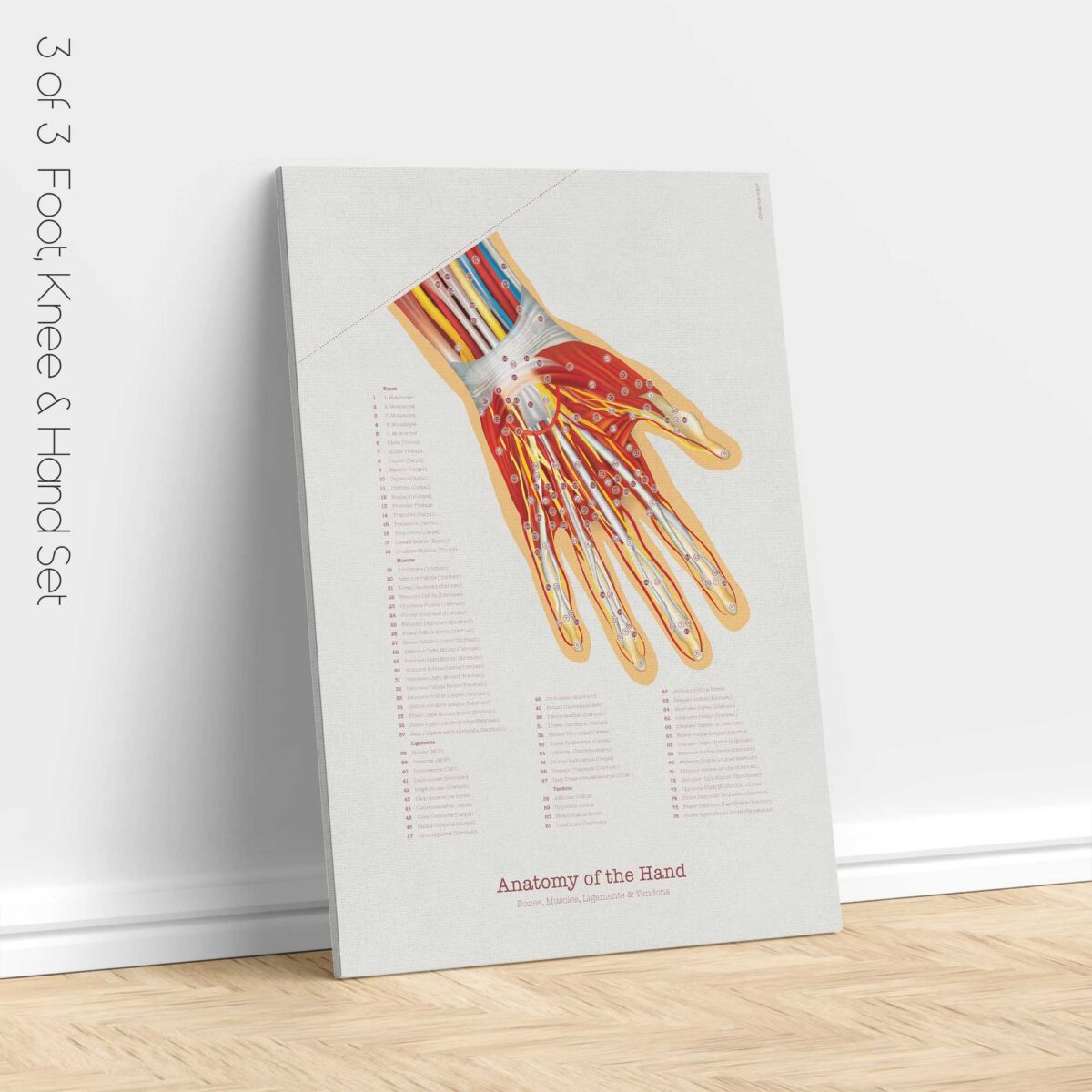Set de Anatomía de Pie, Rodilla y Mano