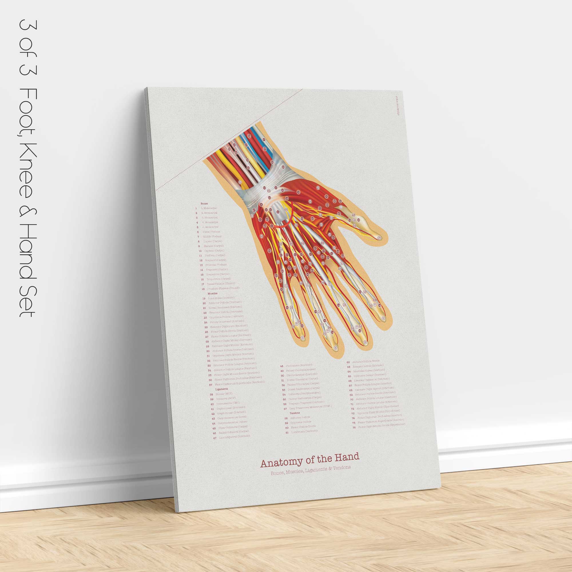 Foot, Knee and Hand Anatomy Set