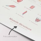 Muscle Structure and Shapes of Skeletal Muscles