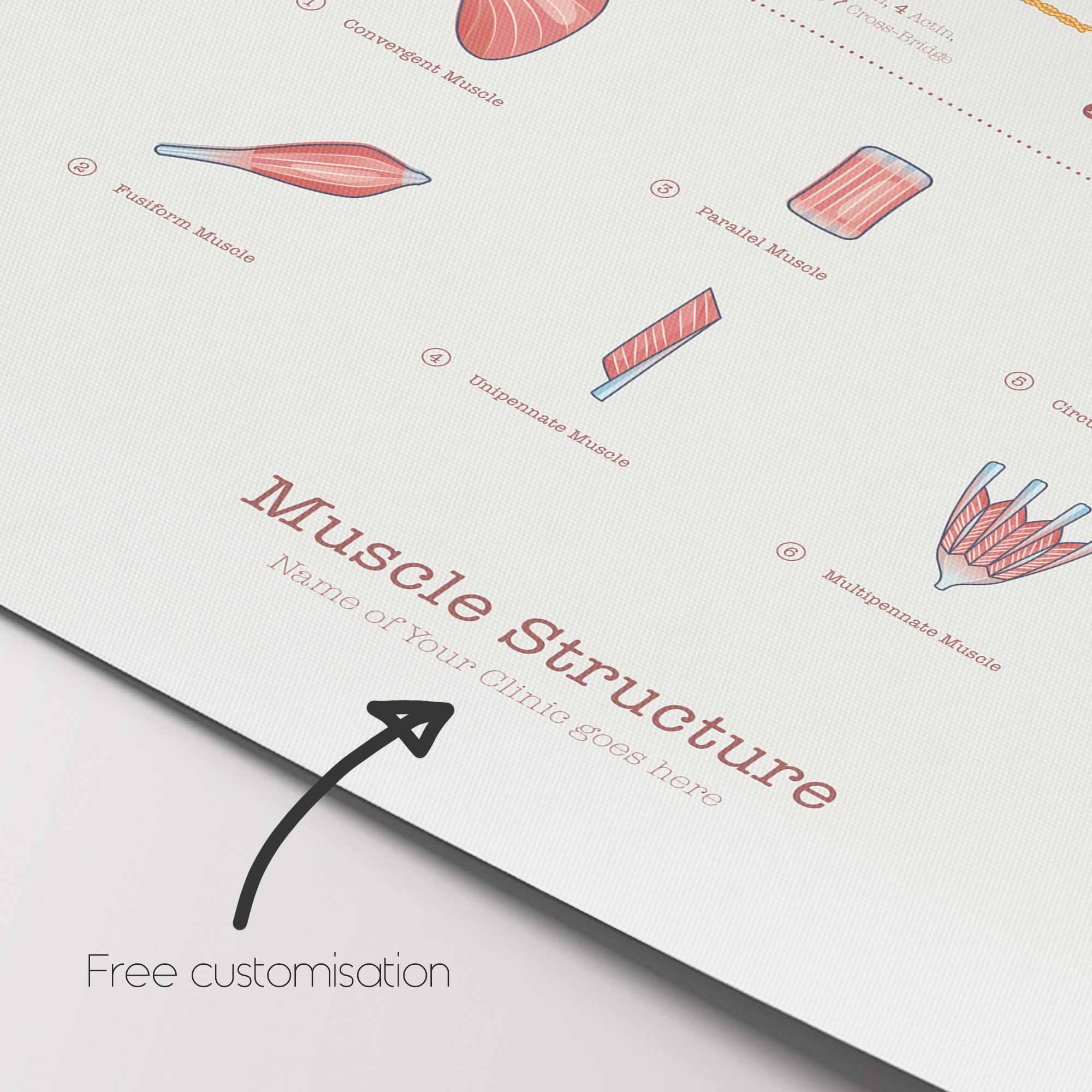 Muscle Structure and Shapes of Skeletal Muscles