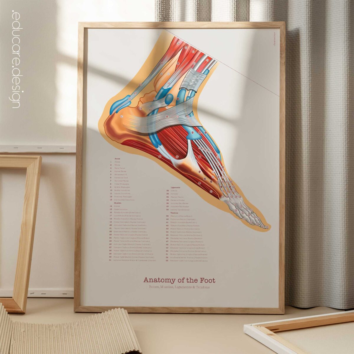 Set de Anatomía de Pie, Rodilla y Mano