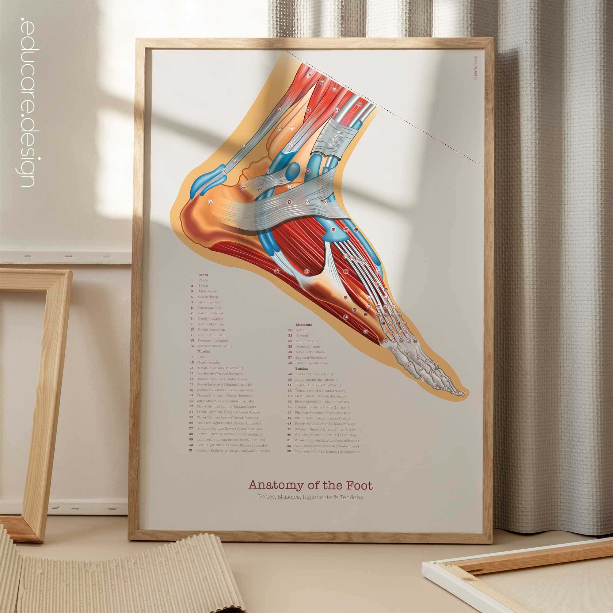 Foot, Knee and Hand Anatomy Set