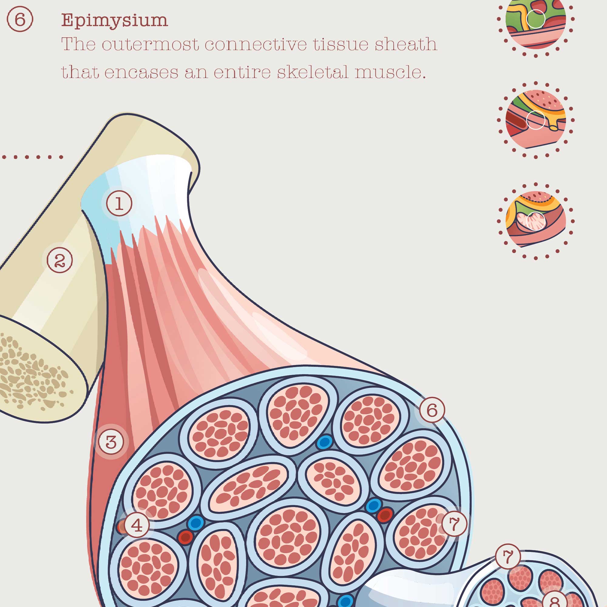 Muscle Structure and Shapes of Skeletal Muscles