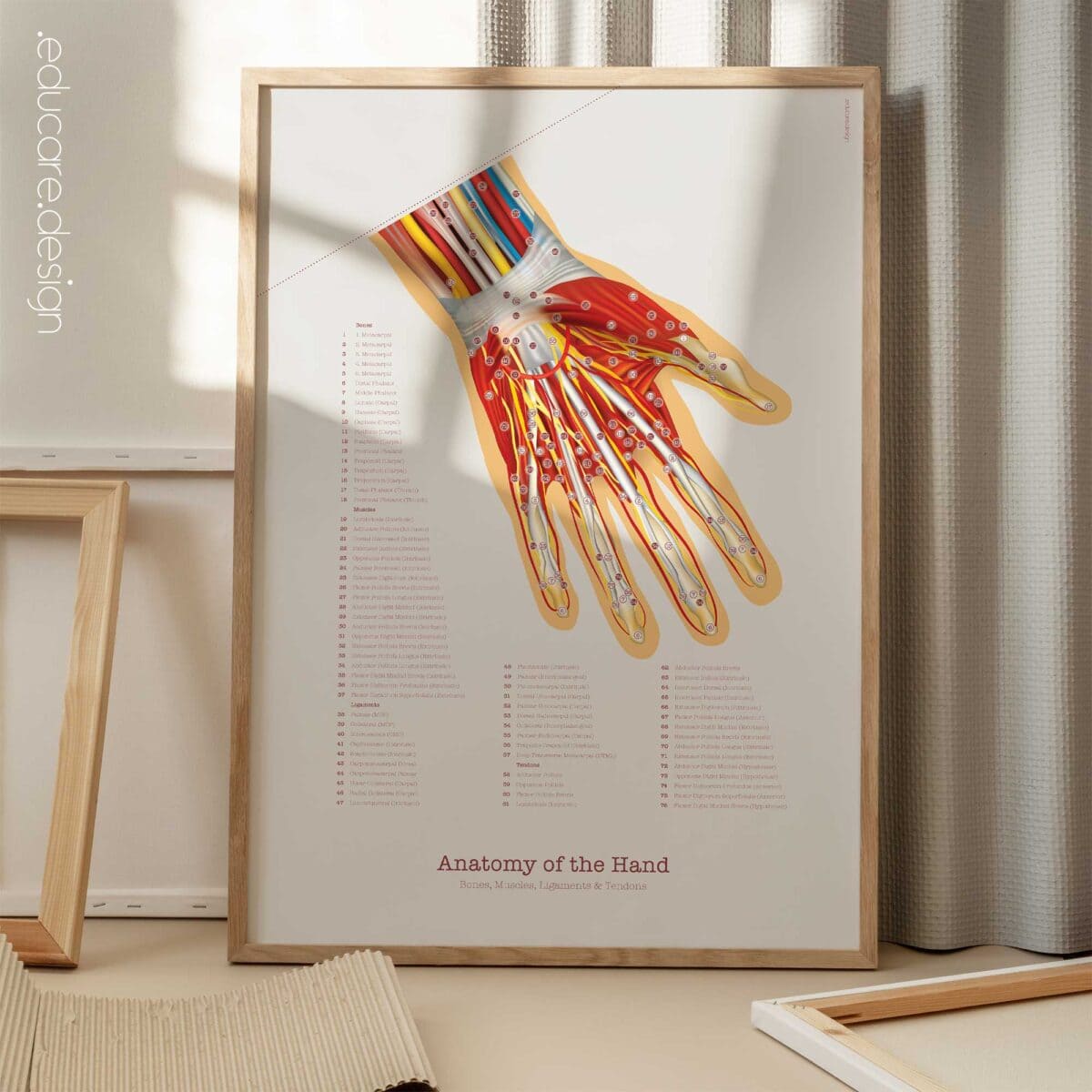Set de Anatomía de Pie, Rodilla y Mano