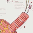 Muscle Structure and Shapes of Skeletal Muscles