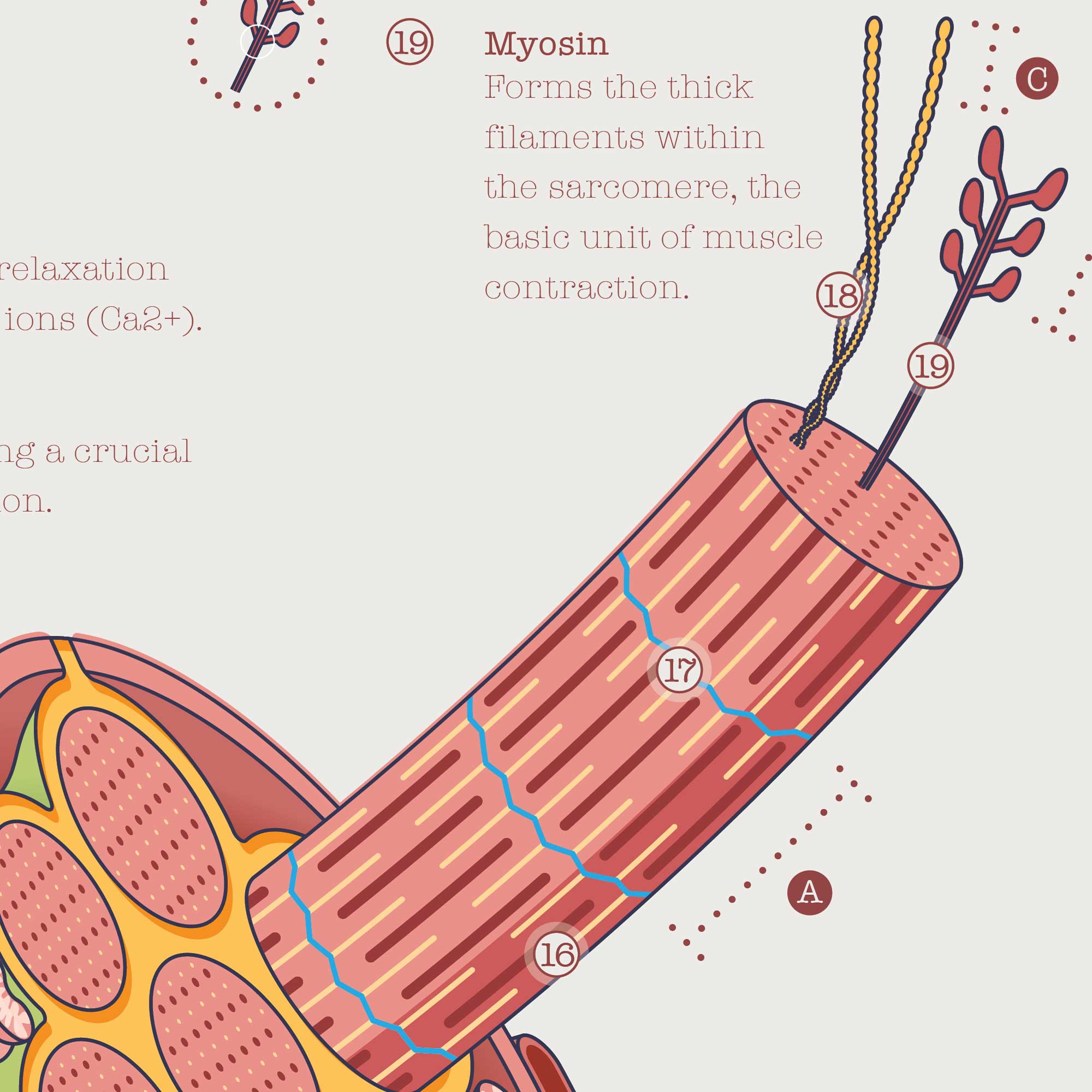Muscle Structure and Shapes of Skeletal Muscles